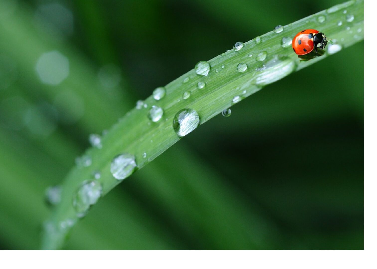 A ladybug is sitting on the end of a leaf.